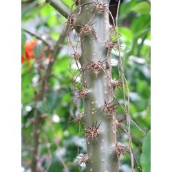 CACTUS ROSE