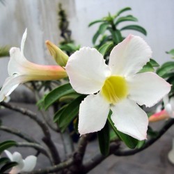 ROSE DU DÉSERT BLANC