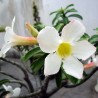 ROSE DU DÉSERT BLANC