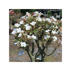 ROSE DU DÉSERT BLANC