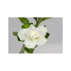 ROSE DU DÉSERT BLANC