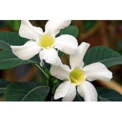 ROSE DU DÉSERT BLANC