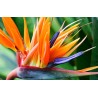 OISEAU DU PARADIS ORANGE ET BLEU
