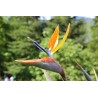 OISEAU DU PARADIS ORANGE ET BLEU