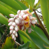 GINGEMBRE CANNELLE