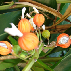 GINGEMBRE CANNELLE