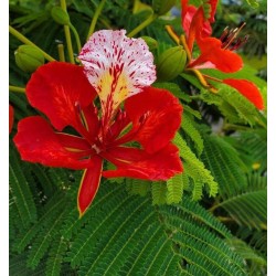 FLAMBOYANT ROYAL ROUGE