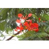 FLAMBOYANT ROYAL ROUGE