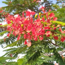 FLAMBOYANT ROYAL ROUGE