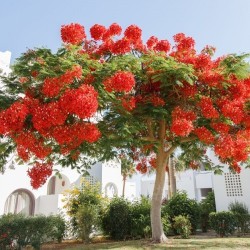 FLAMBOYANT ROYAL ROUGE