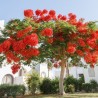 FLAMBOYANT ROYAL ROUGE
