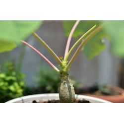 BAOBAB NAIN