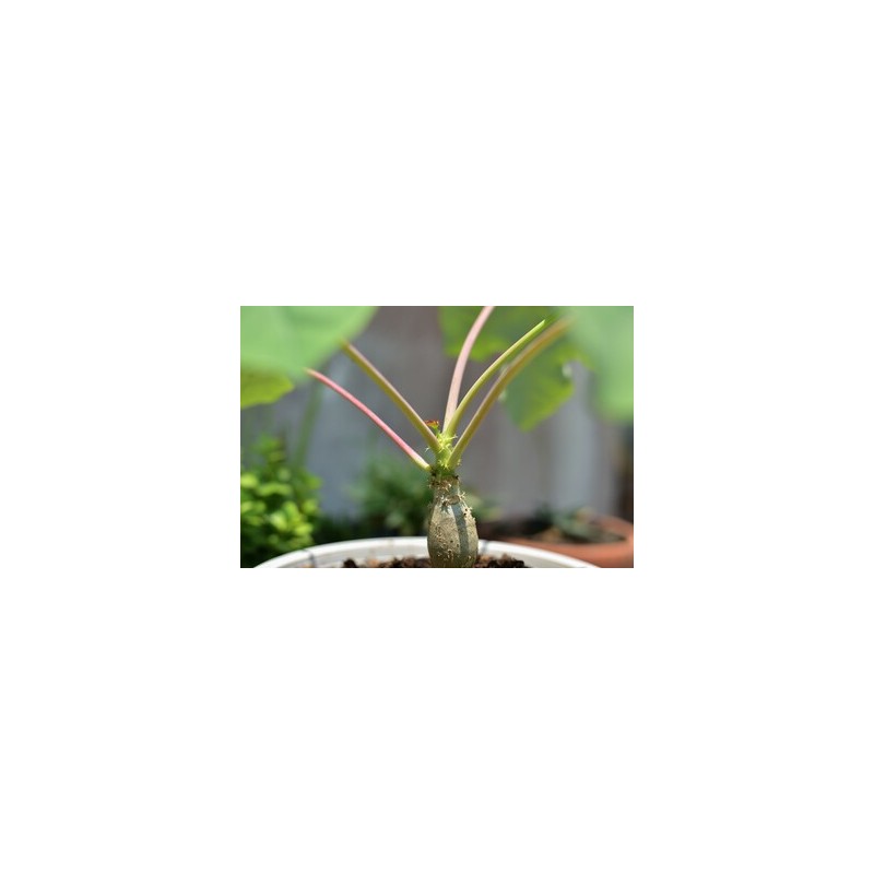 BAOBAB NAIN