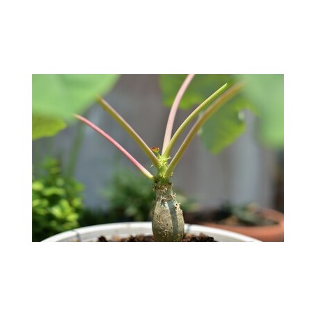 BAOBAB NAIN