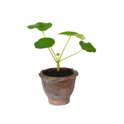 BAOBAB NAIN