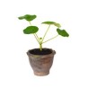 BAOBAB NAIN