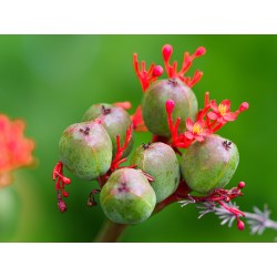 BAOBAB NAIN