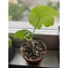BAOBAB NAIN