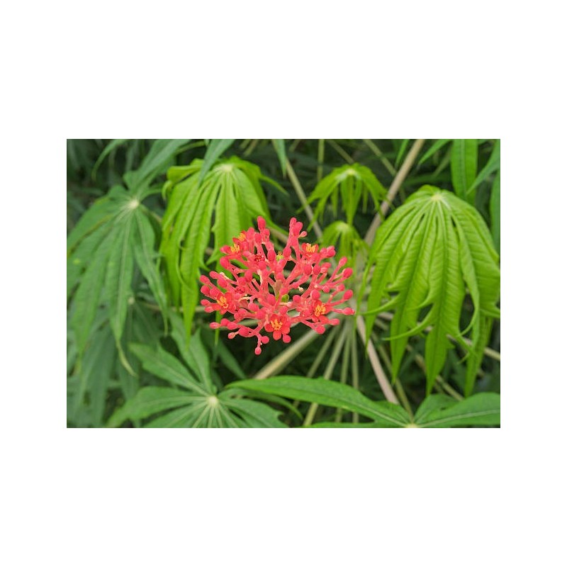 ARBRE CORAIL