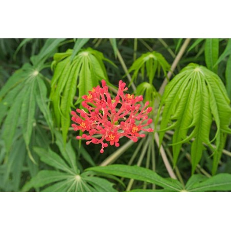 ARBRE CORAIL