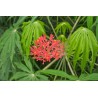 ARBRE CORAIL