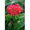 ARBRE CORAIL