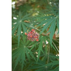ARBRE CORAIL