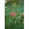 ARBRE CORAIL