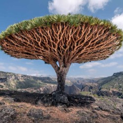 DRAGONNIER DES CANARIES