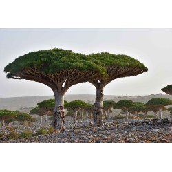 DRAGONNIER DES CANARIES