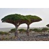 DRAGONNIER DES CANARIES