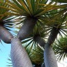 DRAGONNIER DES CANARIES