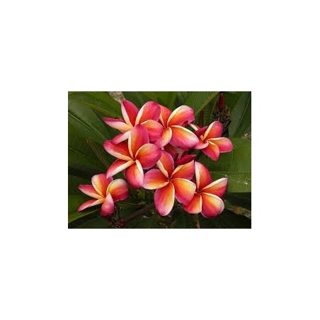 FRANGIPANIER LURLINE