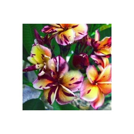 FRANGIPANIER BLACK CYCLONE