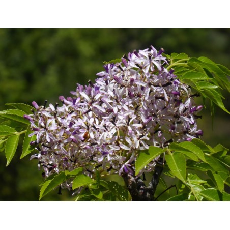 LILAS DE PERSE