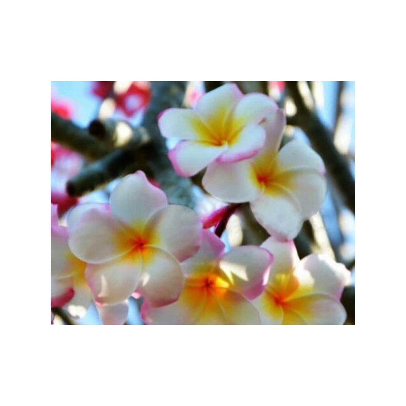 FRANGIPANIER SAKURA FRANGIPANIER SAKURA