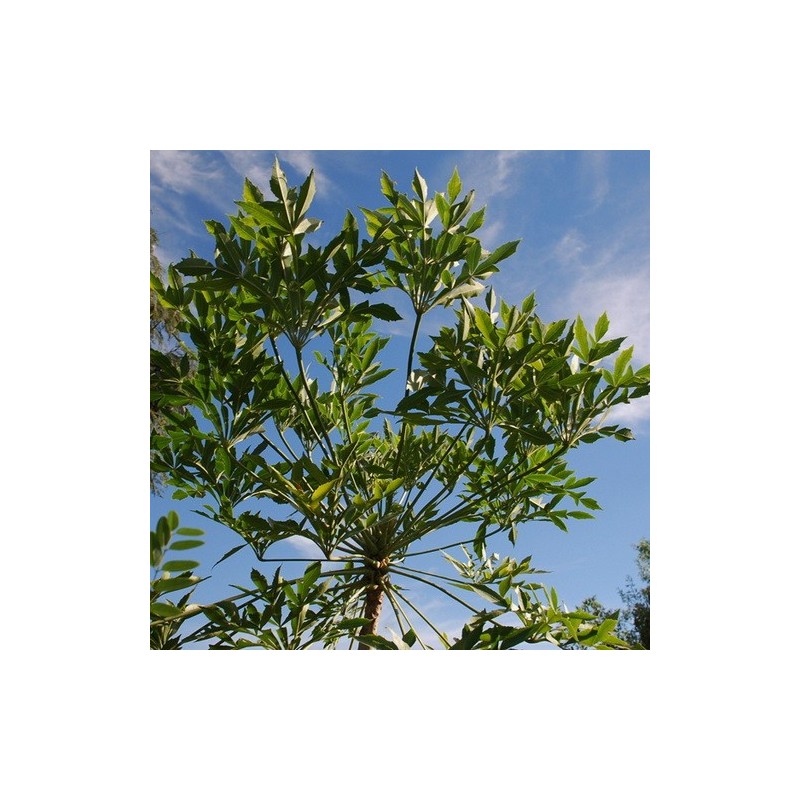 ARBRE CHOU EN ÉPIS ARBRE CHOU EN ÉPIS