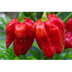Piment antillais