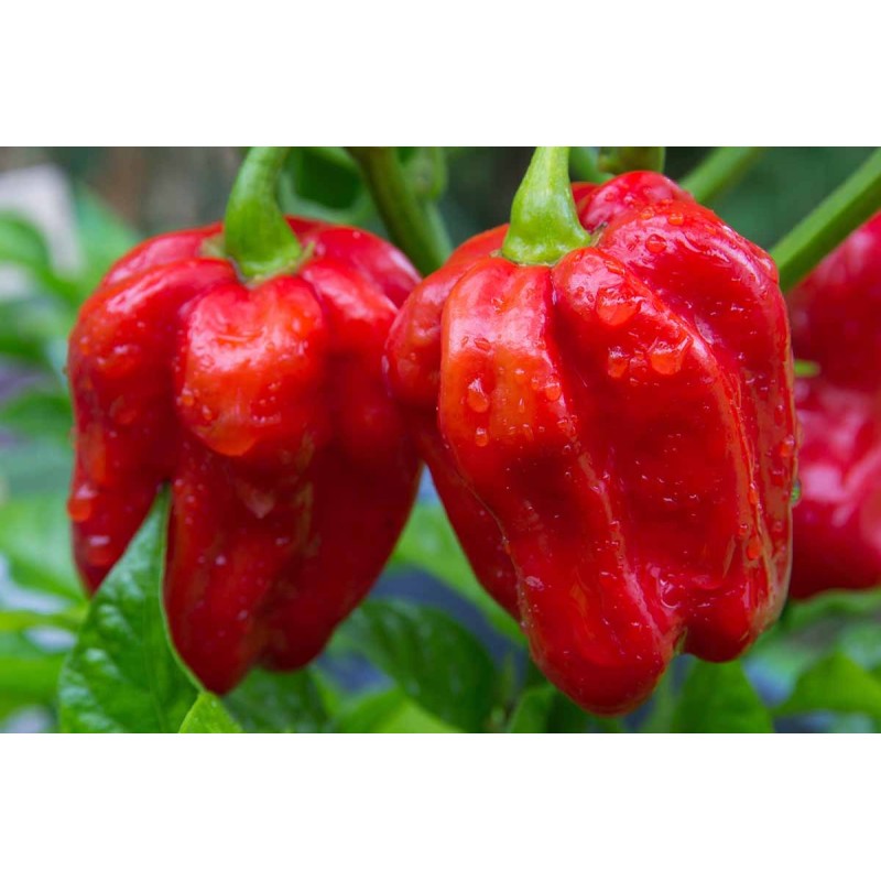 Piment antillais