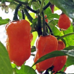 Piment antillais