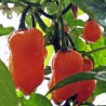 Piment antillais