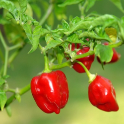 Piment antillais
