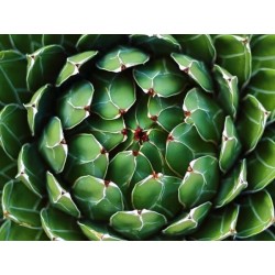 agave pintilla