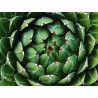 agave pintilla