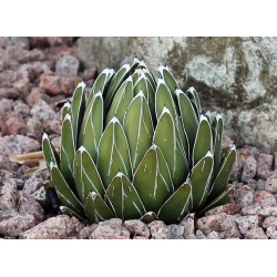 agave pintilla