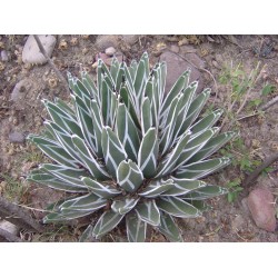 agave pintilla