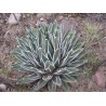 agave pintilla