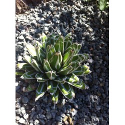 agave pintilla
