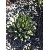 agave pintilla