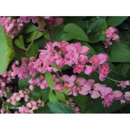 LIANE DE CORAIL ROSE